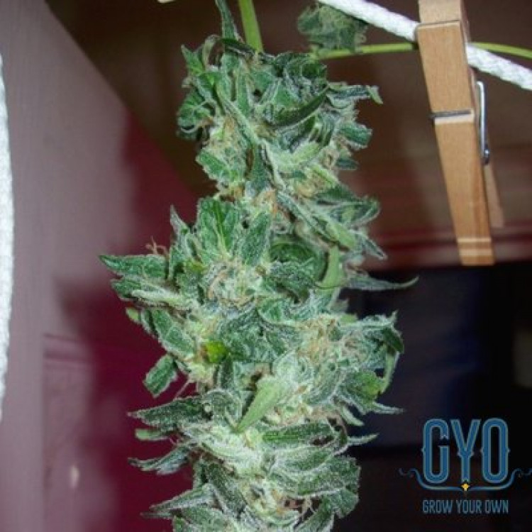Heavyweight Seeds Fast and Vast Auto Feminised Weed Seeds