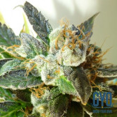 Flash Seeds Bubble Crack Autoflowering Weed Seeds