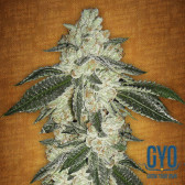 Fast Buds Green Crack Auto Feminised Cannabis Seeds